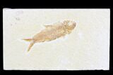 Detailed Fossil Fish (Knightia) - Wyoming #173753-1